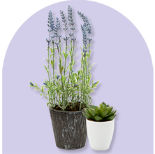 PLANTS & FLOWERS