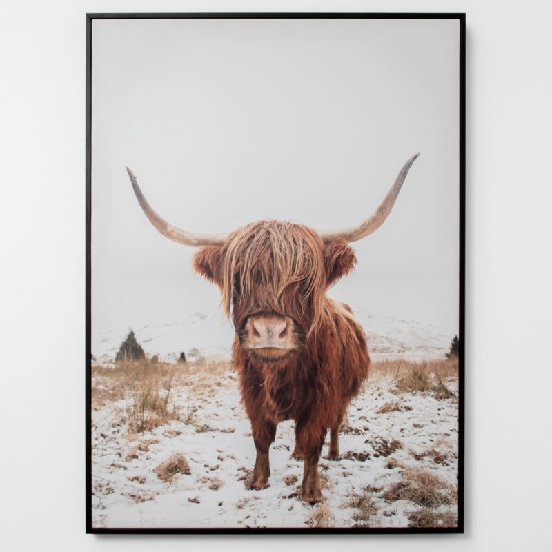 HIGHLAND CATTLE FRAMED CANVAS