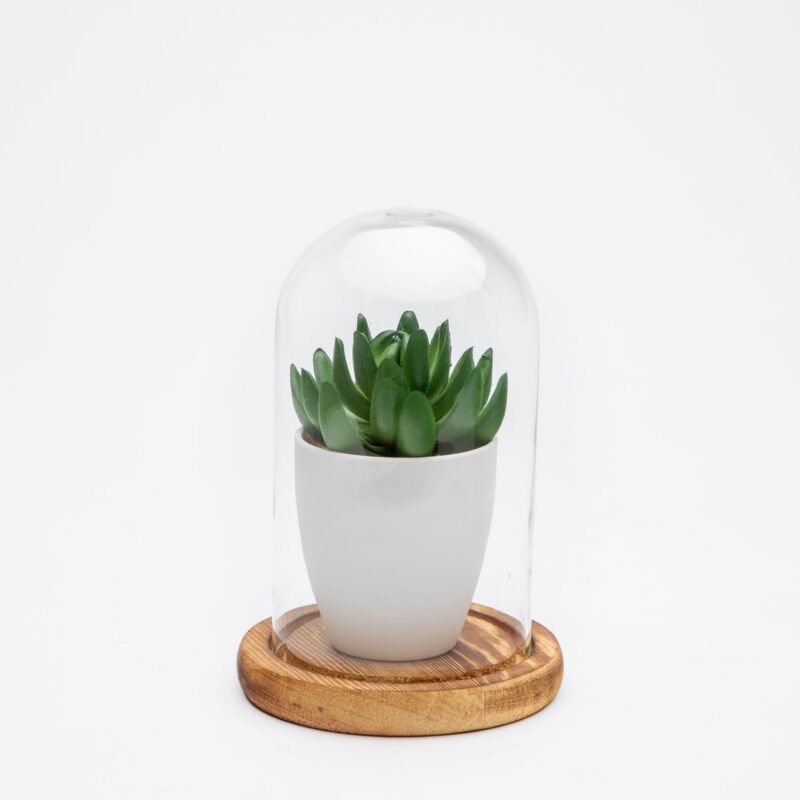 GLASS DOME WITH WOODEN TRAY - Image 2