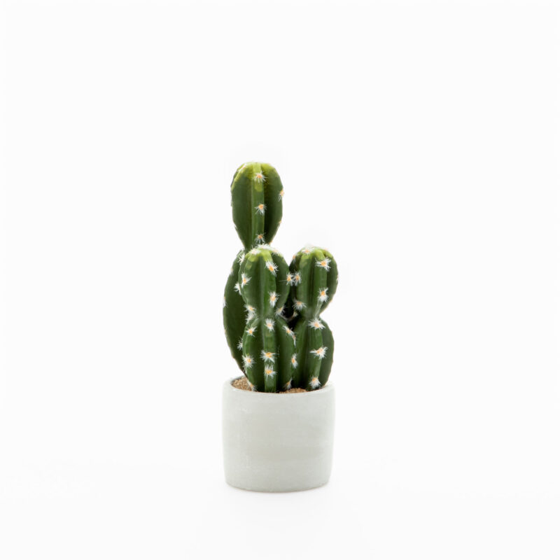 CACTUS IN CEMENT POT