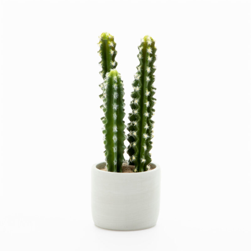 CACTUS IN CEMENT POT